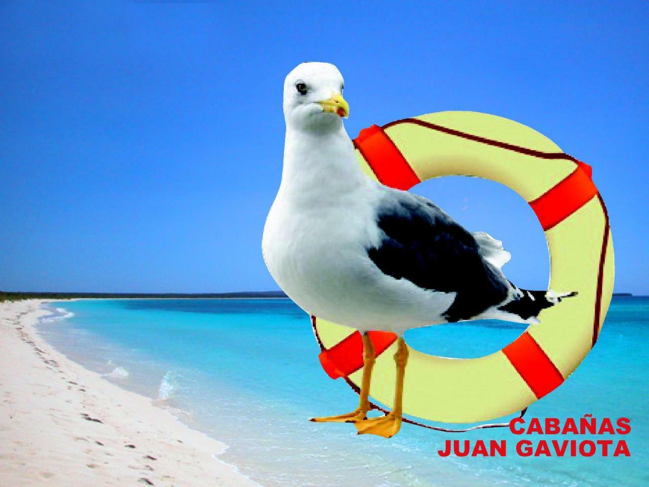 Cabanas Juan Gaviota Punta de Choros Exteriör bild